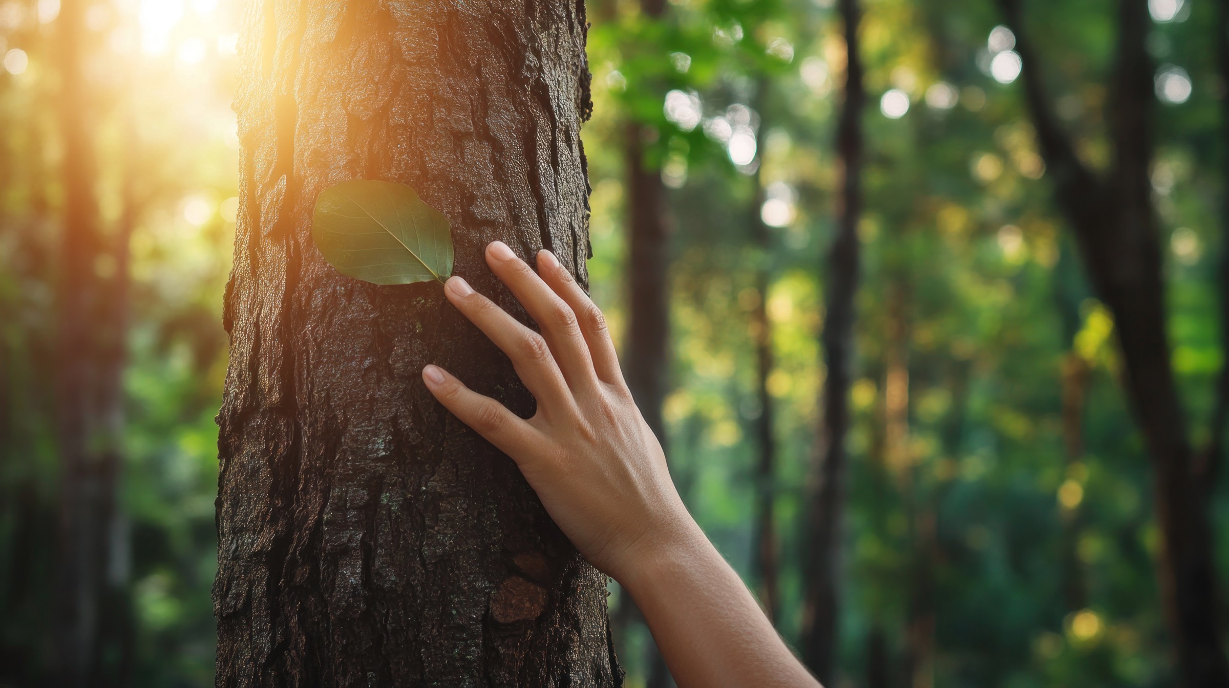 Hand touching tree bark with a green leaf in a forest