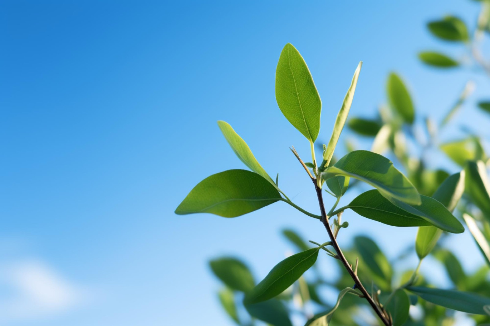 Green leaves against a clear sky representing responsible resource management