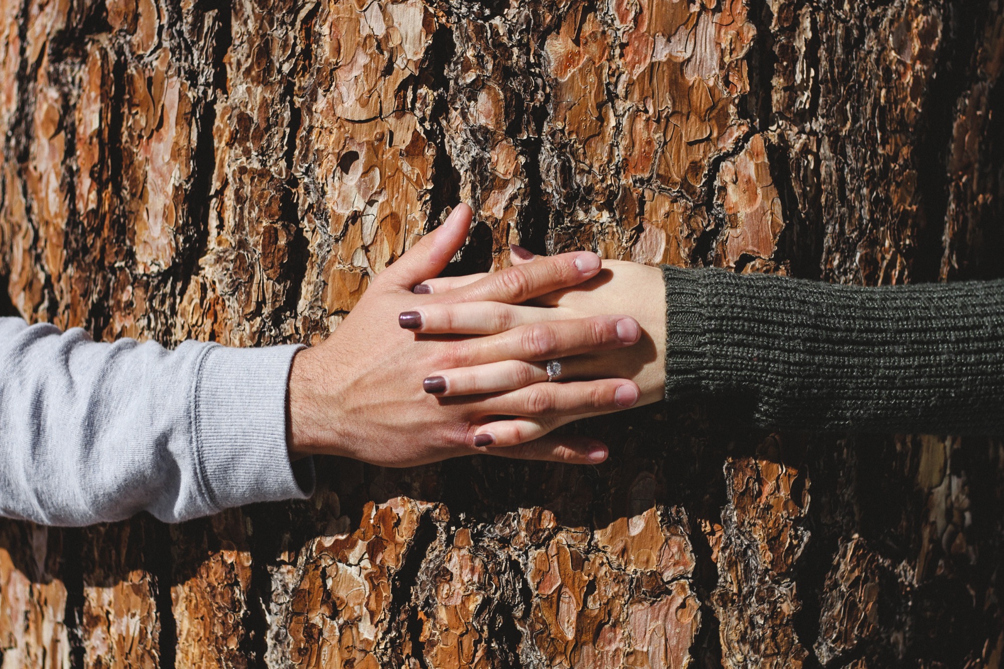 Hands joined on tree bark to represent shared progress